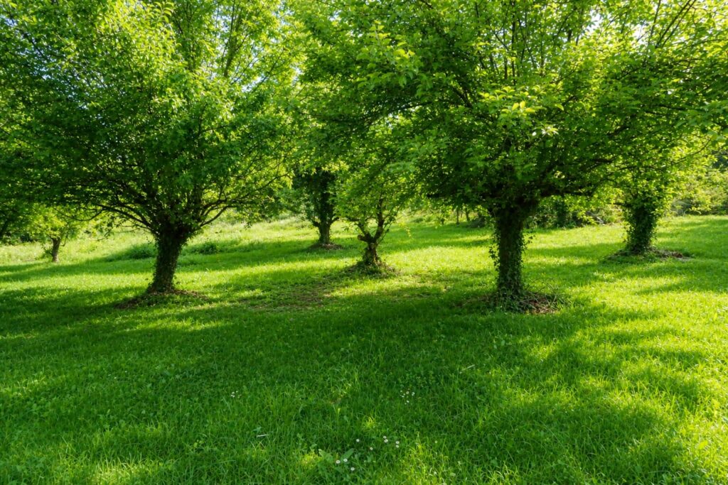 Jardin arboré et verger de la Villa Christal, location de vacances en Dordogne
